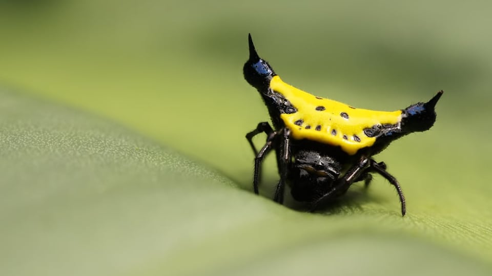 Bizarní pavouci rodu Gasteracantha